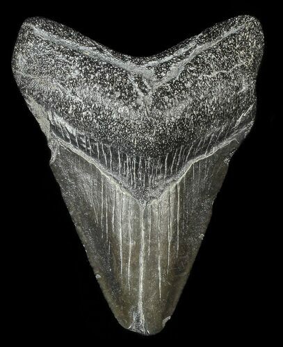 Juvenile Megalodon Tooth #69318